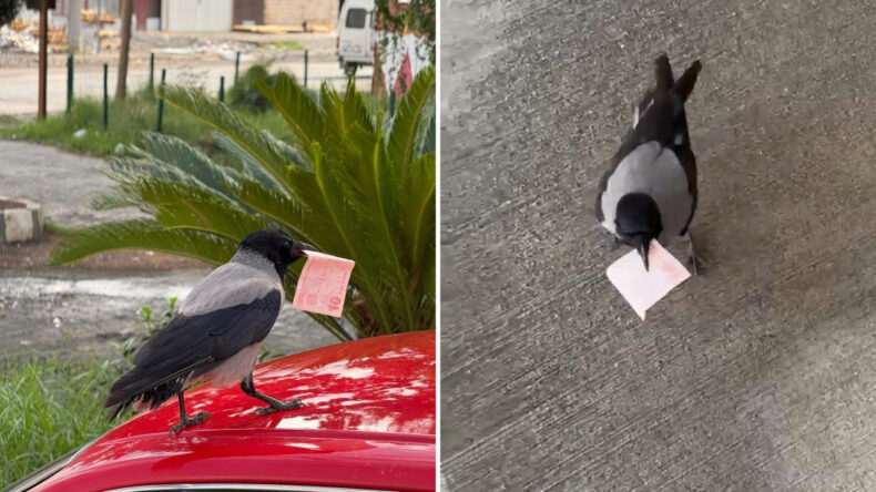 10 TL'sini kargaya kaptırdı