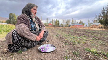 14 Kadın İlk Defa Safran Ekti, 40 G&uuml;n Sonra &Ccedil;i&ccedil;ek A&ccedil;tı
