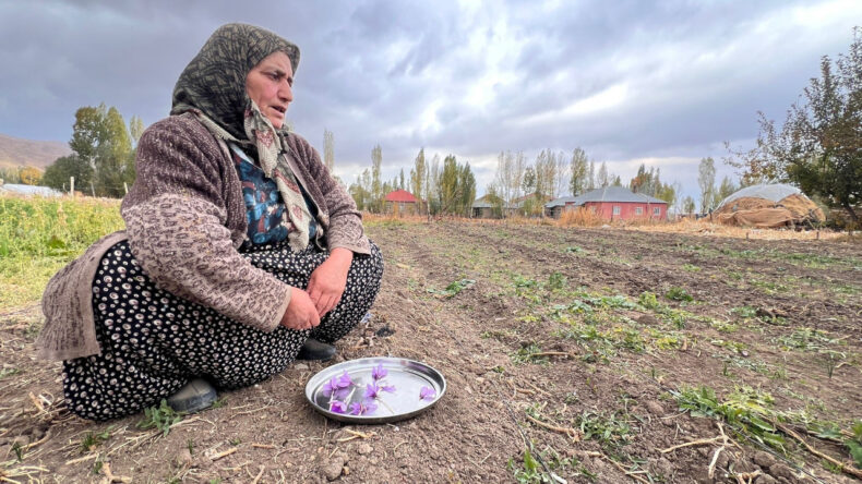 14 Kadın İlk Defa Safran Ekti, 40 G&uuml;n Sonra &Ccedil;i&ccedil;ek A&ccedil;tı