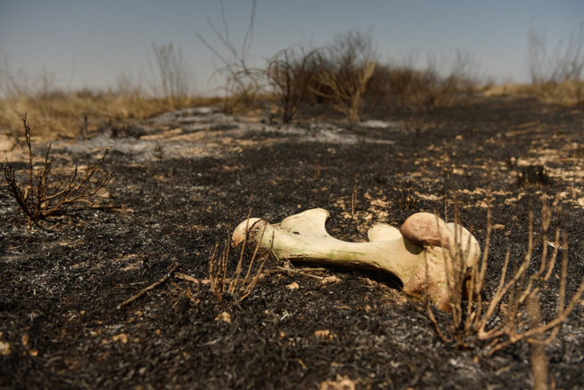 Orman yangınları ve etkileri