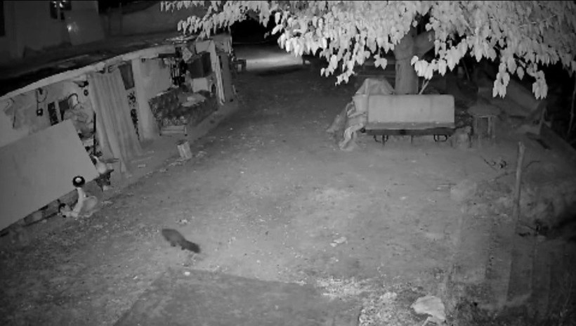 Bal Porsuğu ve Sansar