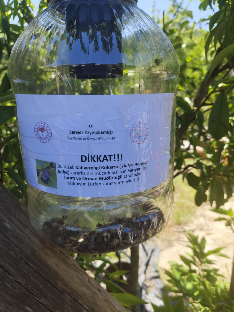 Kahverengi Kokarca Mücadelesi