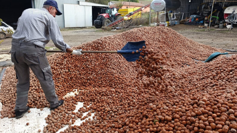 49 Yıllık Kiralık Arazide Ceviz Hasadı Başladı