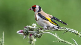 6 Milyon Lira Ceza ile Kaçak Kuş Ticaretine Darbe