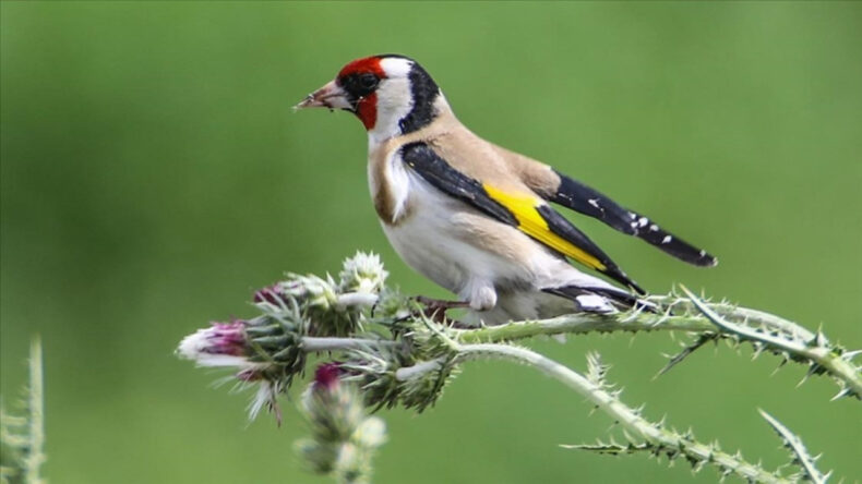 6 Milyon Lira Ceza ile Kaçak Kuş Ticaretine Darbe