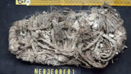 700 Yıllık Sandalet, Akbaba Yuvalarında Bulundu