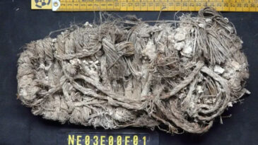 700 Yıllık Sandalet, Akbaba Yuvalarında Bulundu