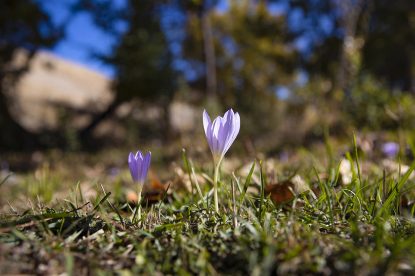 Güzelliklere Doyulamayan Vargitler