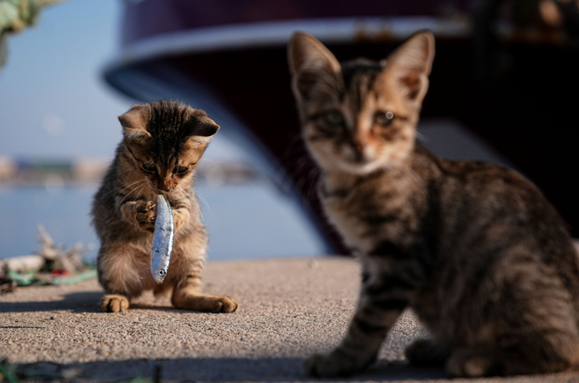 Balıkçı Barınağı