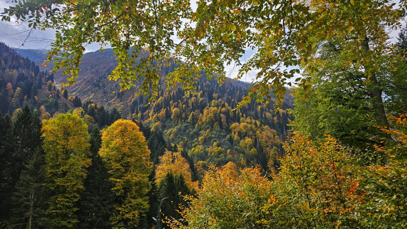Ayder Yaylası Manzarası