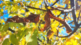 Adana'da Sonbaharın Renkleri Hakim
