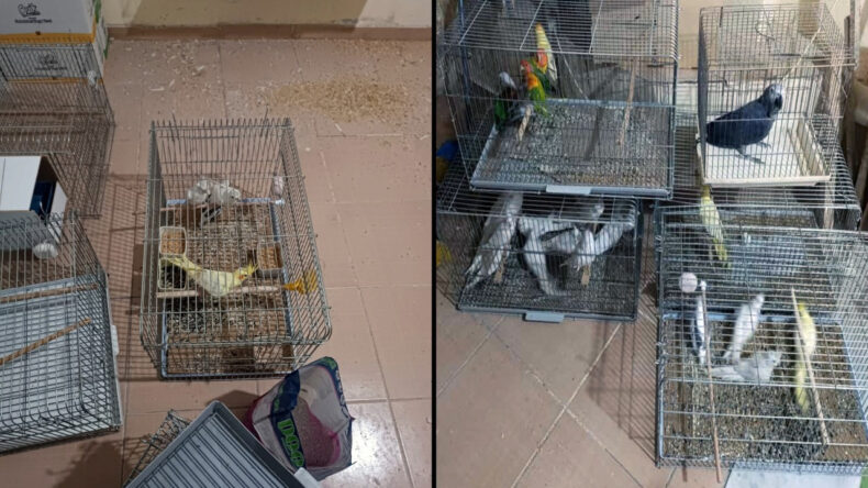 Afrika Papağanları Tekirdağ'da Ele Geçirildi