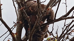 Ağaca Tırmanan Yavru Ayı Kurtarıldı