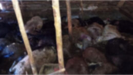 Ağıla yıldırım düştü: 45 hayvan hayatını kaybetti