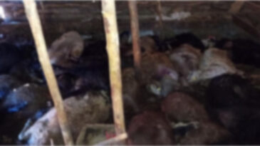 Ağıla yıldırım düştü: 45 hayvan hayatını kaybetti