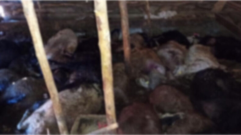 Ağıla yıldırım düştü: 45 hayvan hayatını kaybetti