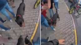 Ağızlıksız Dolaştırılan Köpek İki Kişiyi Yaraladı