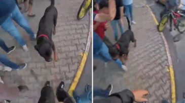 Ağızlıksız Dolaştırılan K&ouml;pek İki Kişiyi Yaraladı