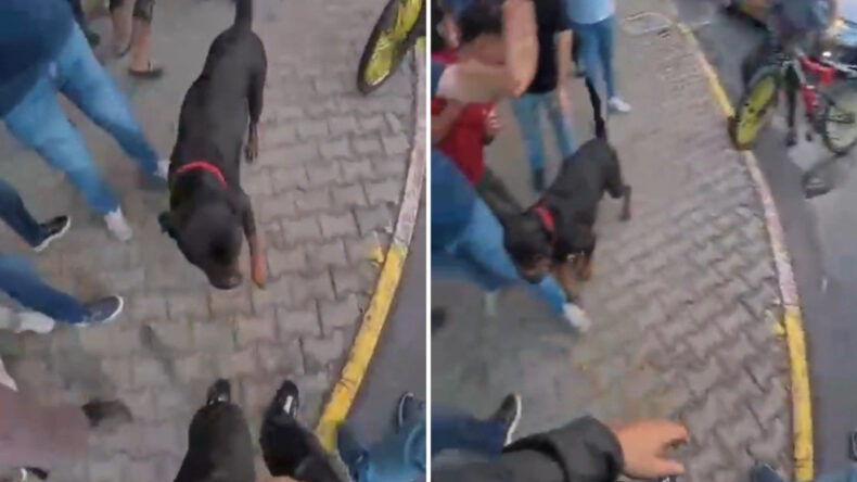 Ağızlıksız Dolaştırılan Köpek İki Kişiyi Yaraladı