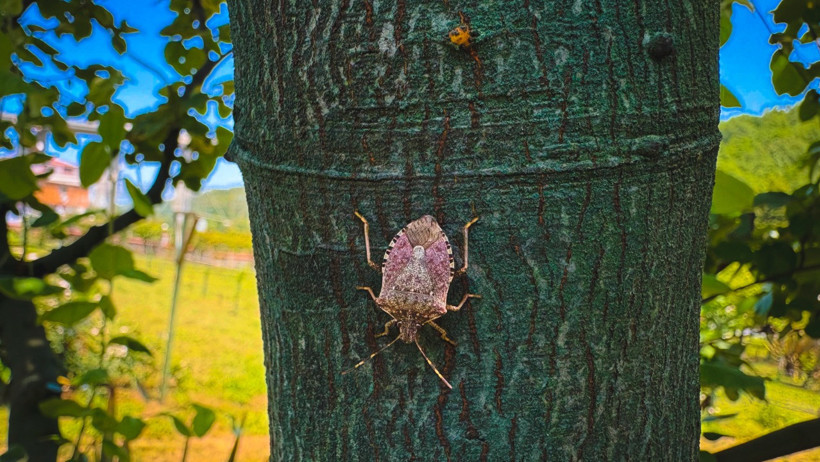 Kokarca ile Mücadele Yöntemleri