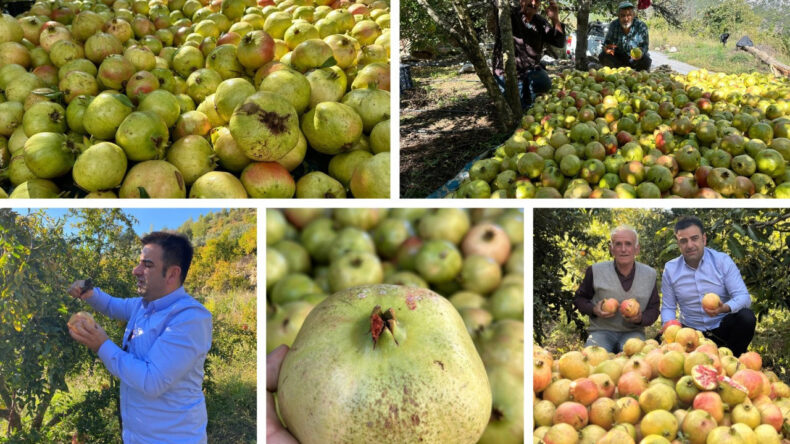Antalya'ya Özgü Çekirdeksiz Nar Hasadı Başladı