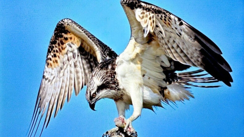 Artık T&uuml;rkiye'de g&ouml;r&uuml;lm&uuml;yordu: Bursa'da fotoğraflandı
