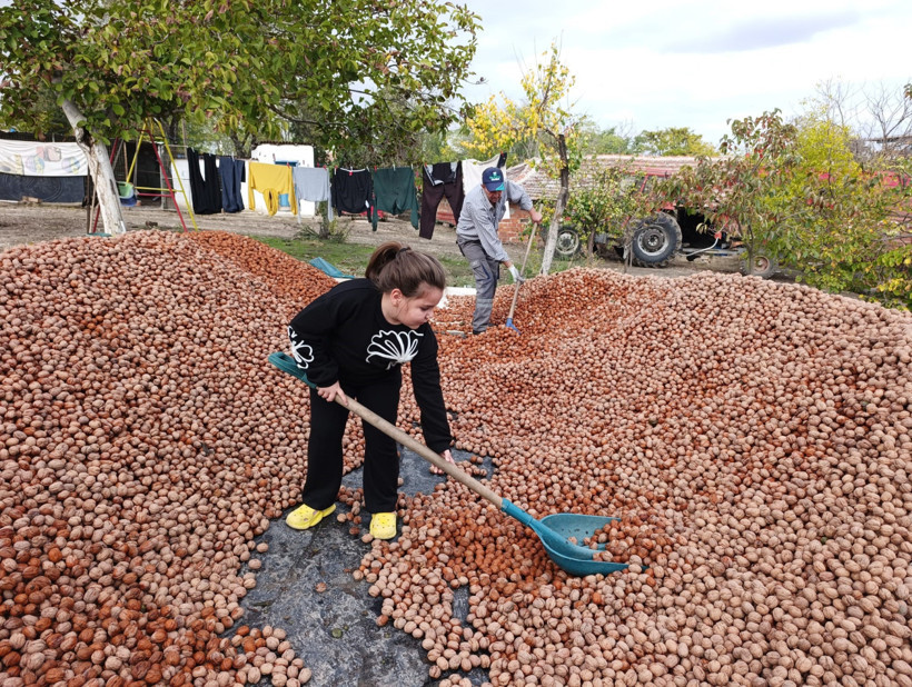 Ceviz hasadı süreci