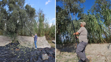 Aydın'da 'altın' dalından d&uuml;şt&uuml;: Zeytin i&ccedil;in hasat zamanı