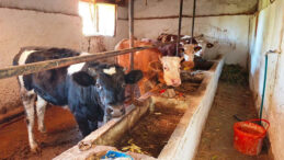 Bakanlıktan 'Deli Dana' A&ccedil;ıklaması