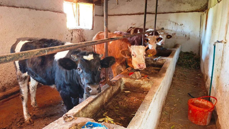 Bakanlıktan 'Deli Dana' Açıklaması