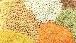 Bakliyat &Uuml;retiminde B&uuml;y&uuml;k D&uuml;ş&uuml;ş