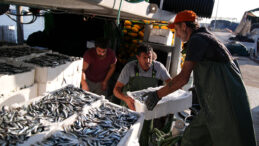 Balıkçılar Hamsi İçin Yeni Yılı Bekliyor