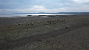 Balık&ccedil;ıların G&ouml;zdesiydi, Koyunlara Kaldı