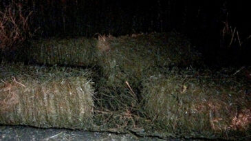 Balyaların Altında Kaldı, Hayatını Kaybetti