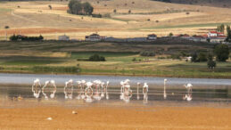 Bir Zamanlar Kuş Cennetiydi… Konya'daki Çavuşçu Gölü Artık Yok