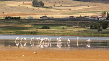 Bir Zamanlar Kuş Cennetiydi… Konya'daki &Ccedil;avuş&ccedil;u G&ouml;l&uuml; Artık Yok