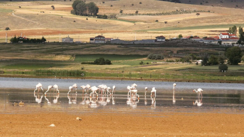 Bir Zamanlar Kuş Cennetiydi… Konya'daki Çavuşçu Gölü Artık Yok