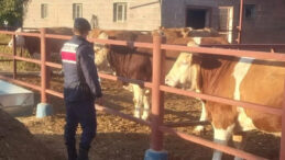 Boğanın Sıkıştırdığı Adam Hayatını Kaybetti