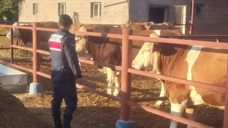 Boğanın Sıkıştırdığı Adam Hayatını Kaybetti