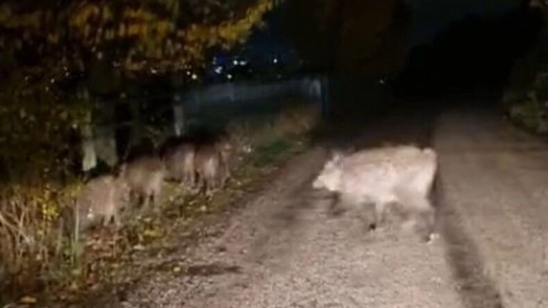 Aç kalan domuz sürüsü yola indi