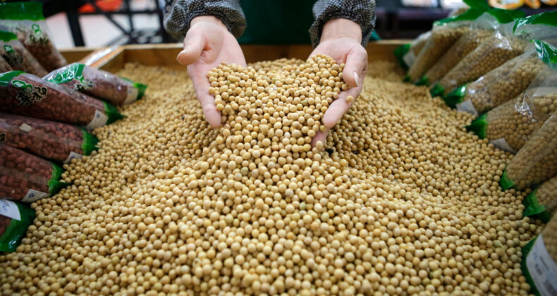Çin'den ABD'ye Soya Fasülyesi Darbesi