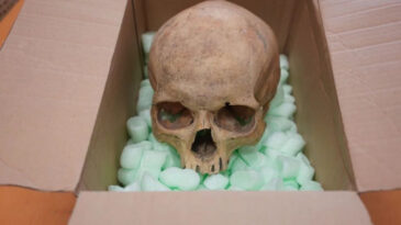 &Ccedil;aldığı kafatasını 60 yıl sonra iade etti