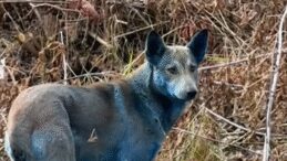 &Ccedil;ernobil'de Endişe Verici Durum: Sokak K&ouml;peklerinin T&uuml;yleri Maviye D&ouml;nd&uuml;