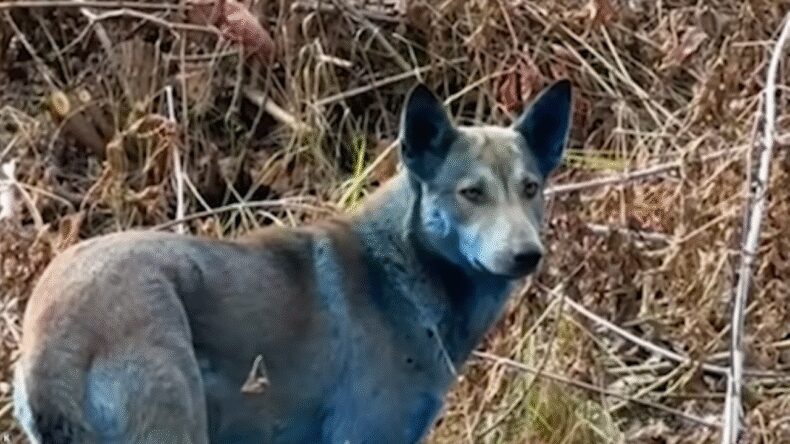 Çernobil'de Endişe Verici Durum: Sokak Köpeklerinin Tüyleri Maviye Döndü