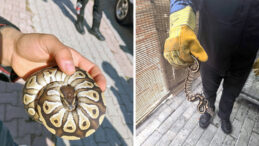 Cebinden Yavru Piton Çıktı