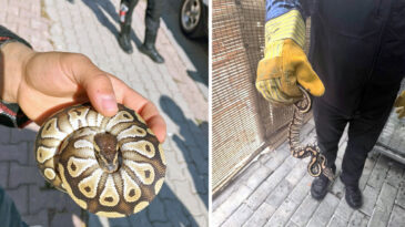 Cebinden Yavru Piton &Ccedil;ıktı