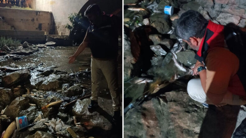 Ceyhan Nehri'nde Balık &Ouml;l&uuml;mleri İnceleniyor