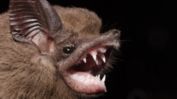 Covid-19 Yeniden Tehdit Oluşturuyor mu? Yarasadan Elde Edilen Bulgular Endişe Yarattı