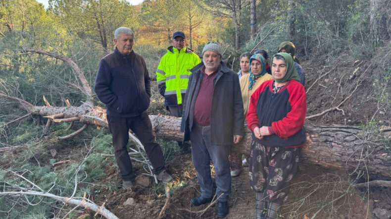 Danıştay, zeytin ve incir kesimlerine ge&ccedil;ici olarak 'dur' dedi