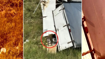 Deney Maymunları Ka&ccedil;tı, Vir&uuml;s Paniği Yaşandı